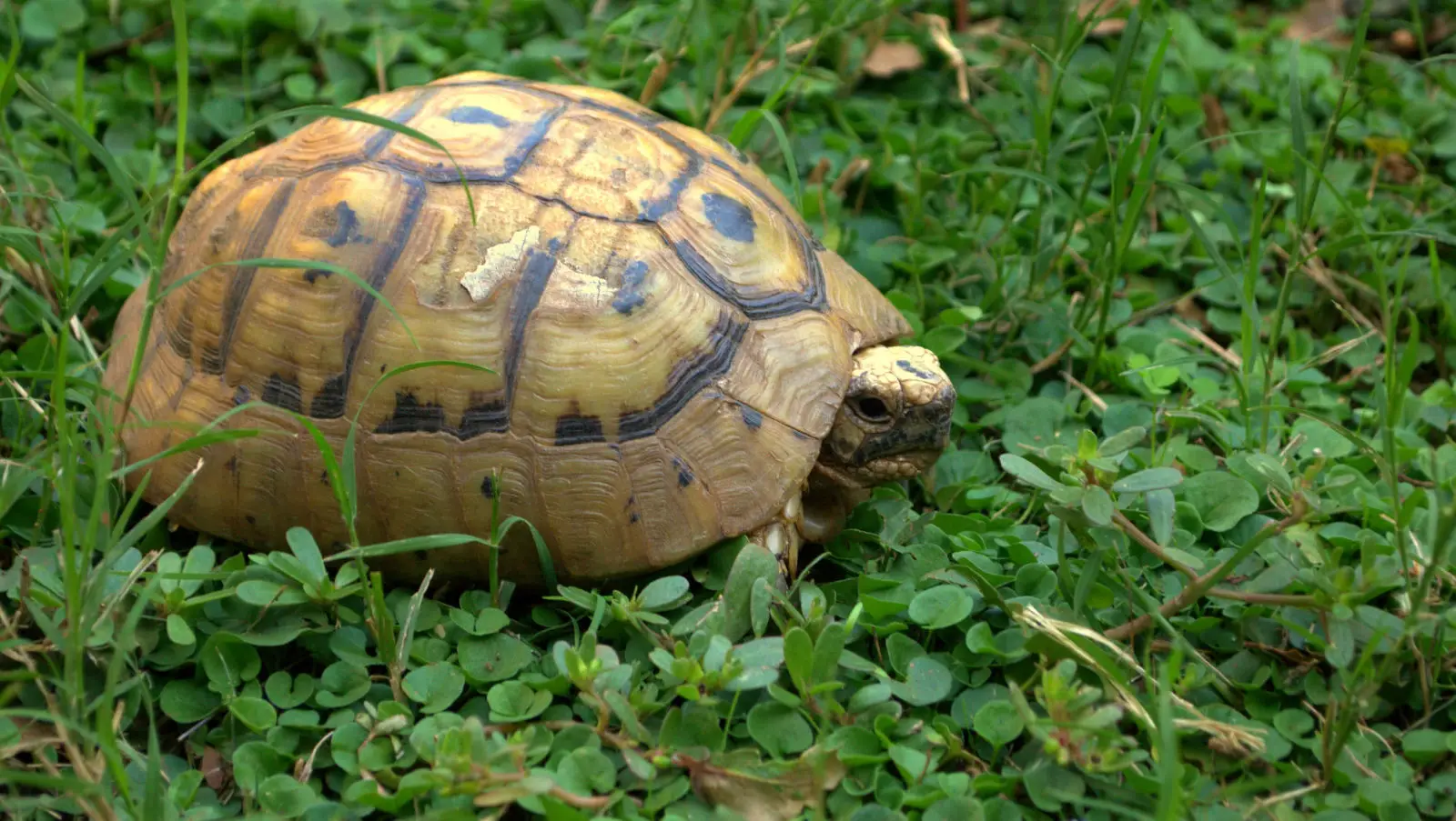 Greek-Tortoise 27