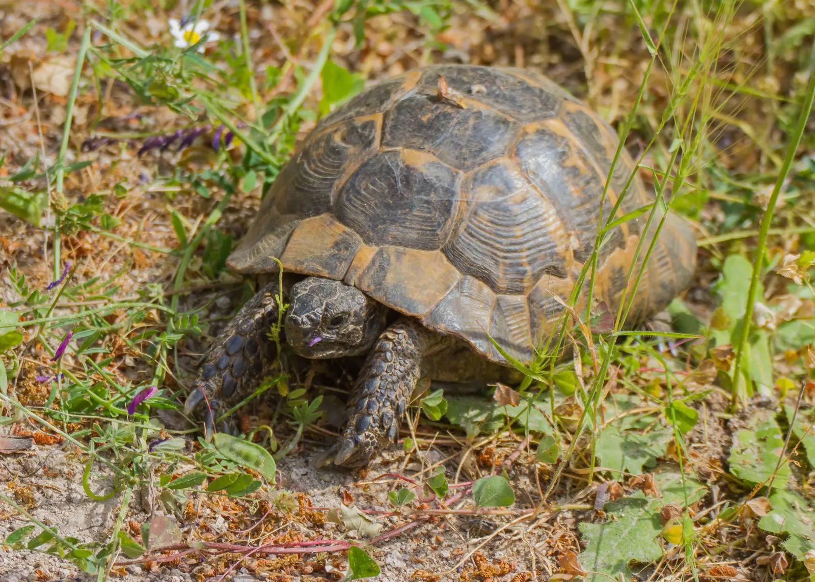 Greek-Tortoise 28
