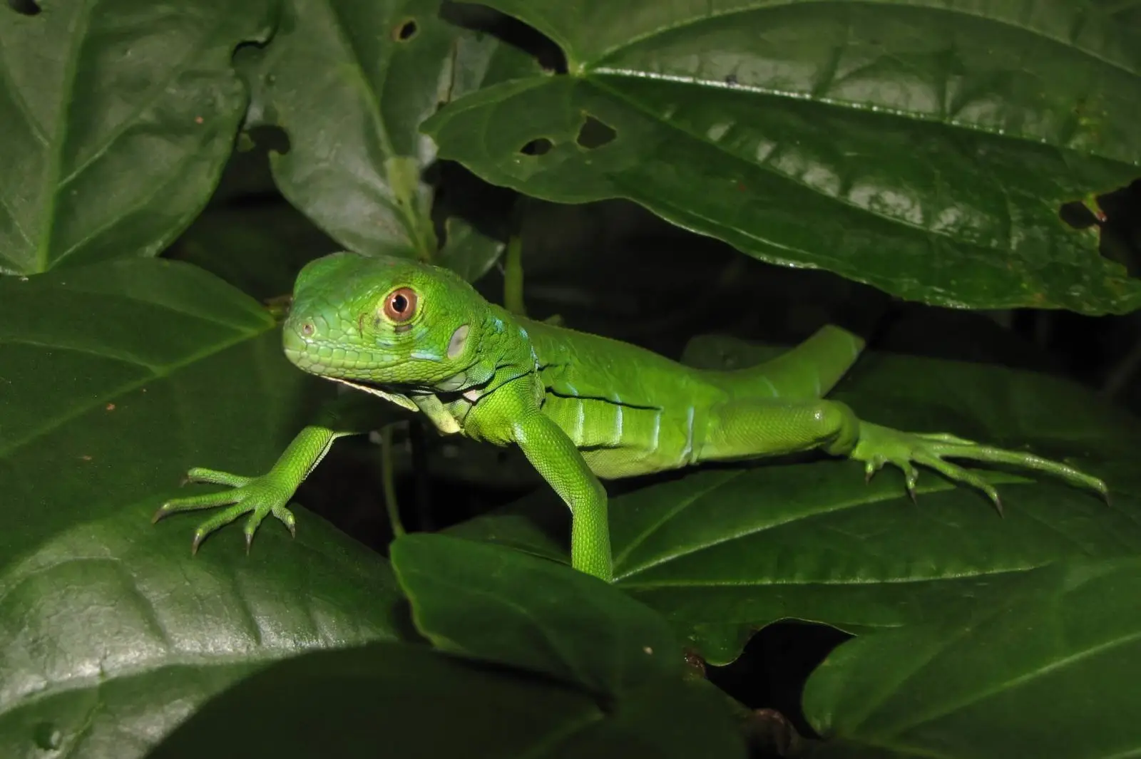 Green-Iguana 01