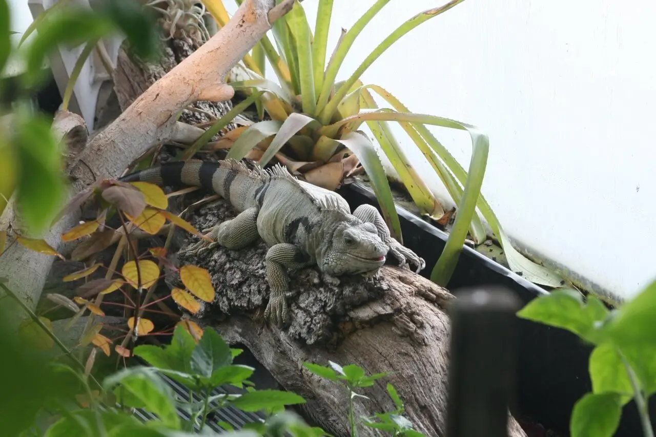 Green-Iguana 02