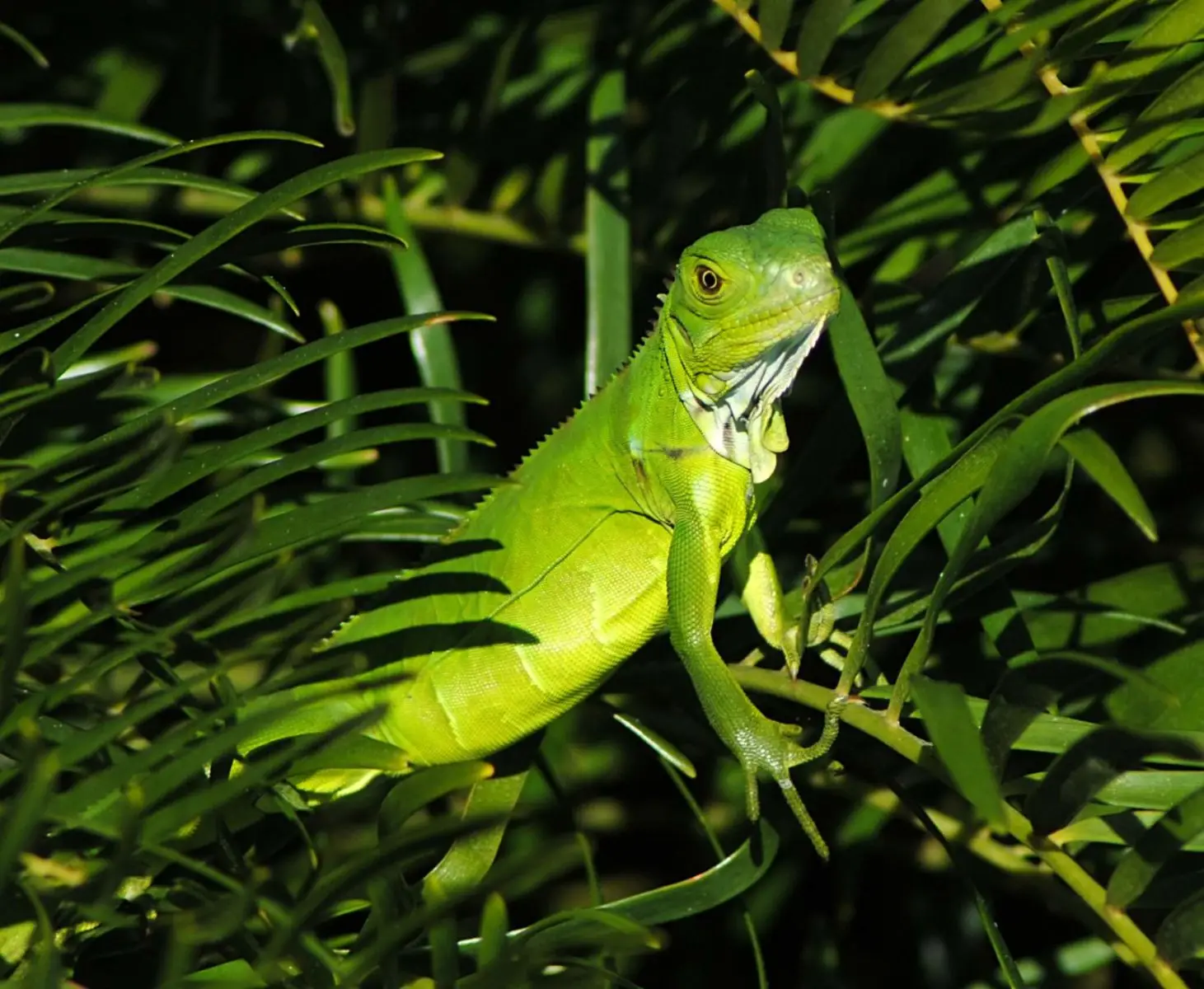 Green-Iguana 03