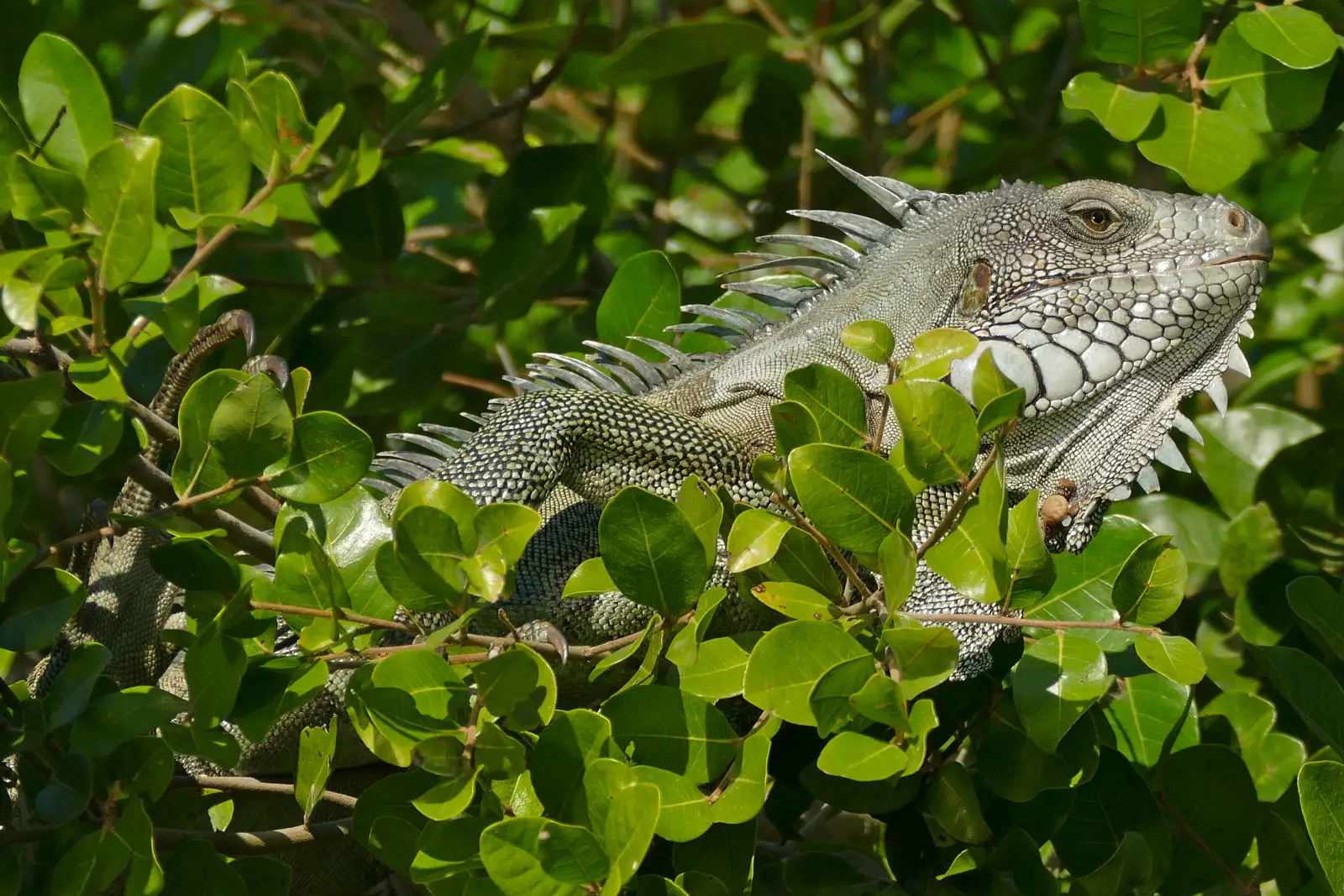 Green-Iguana 04