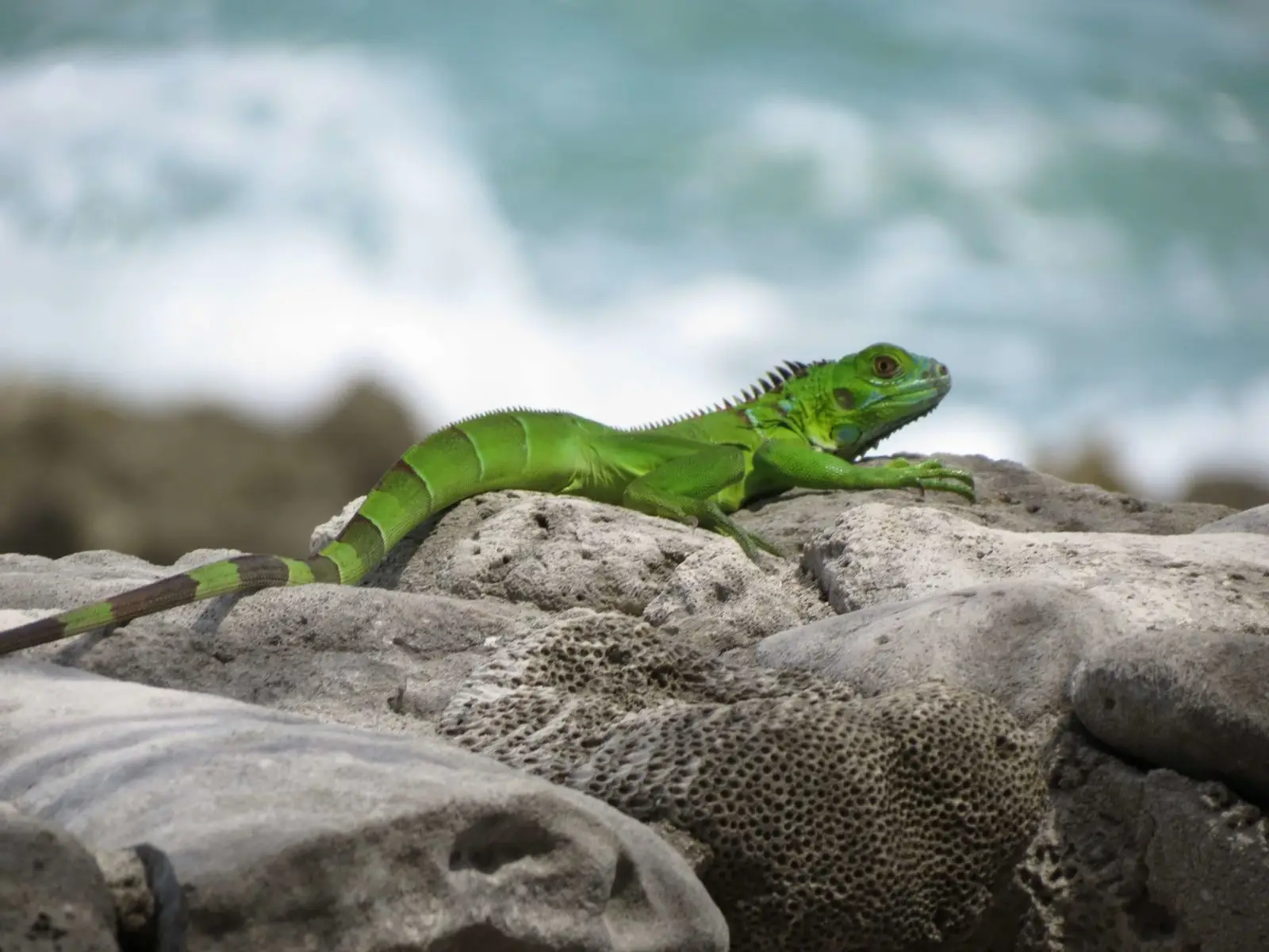 Green-Iguana 05