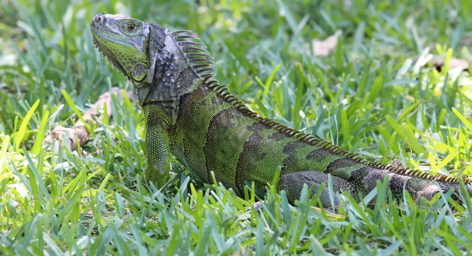 Green-Iguana 06