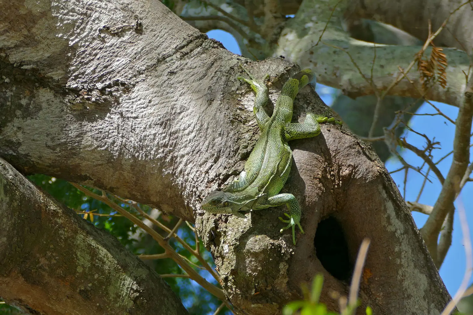 Green-Iguana 07