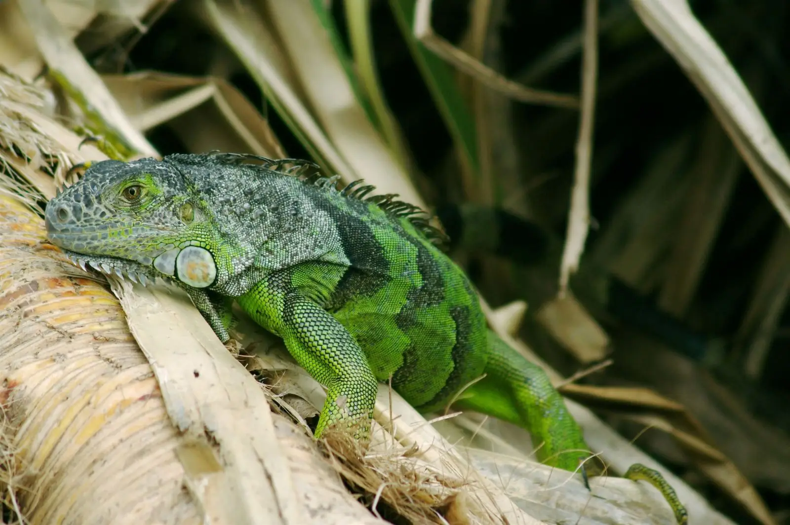 Green-Iguana 08