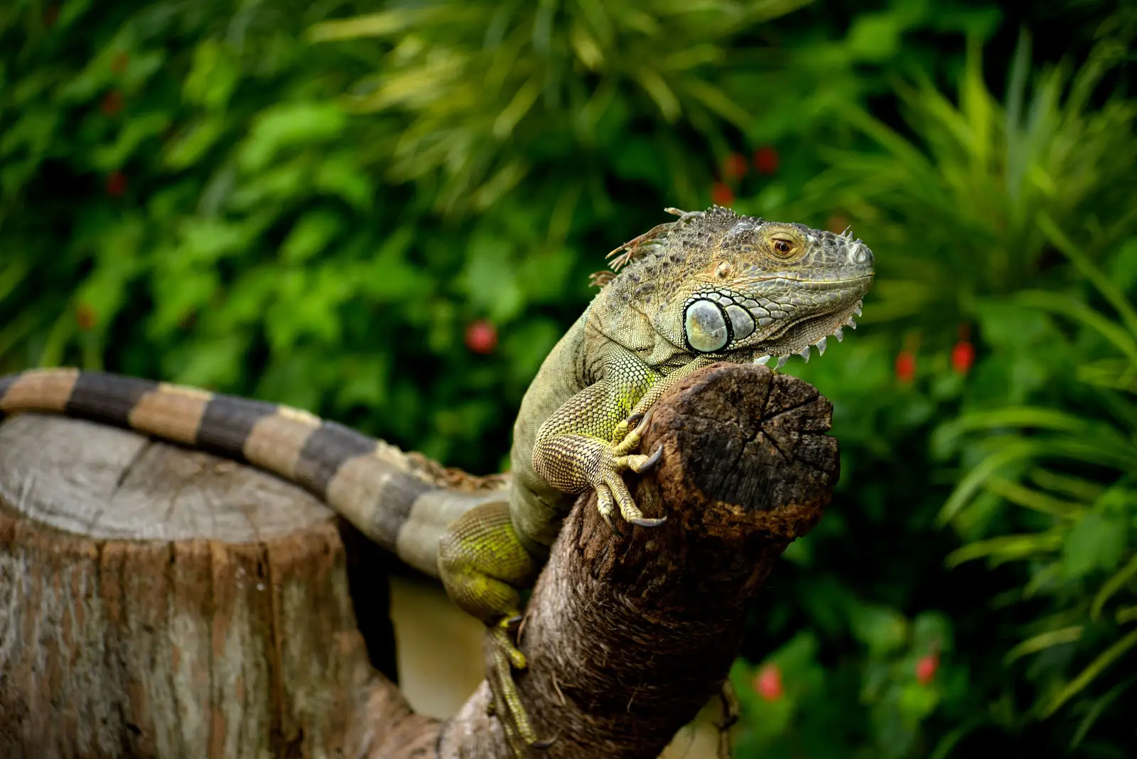 Green-Iguana 09