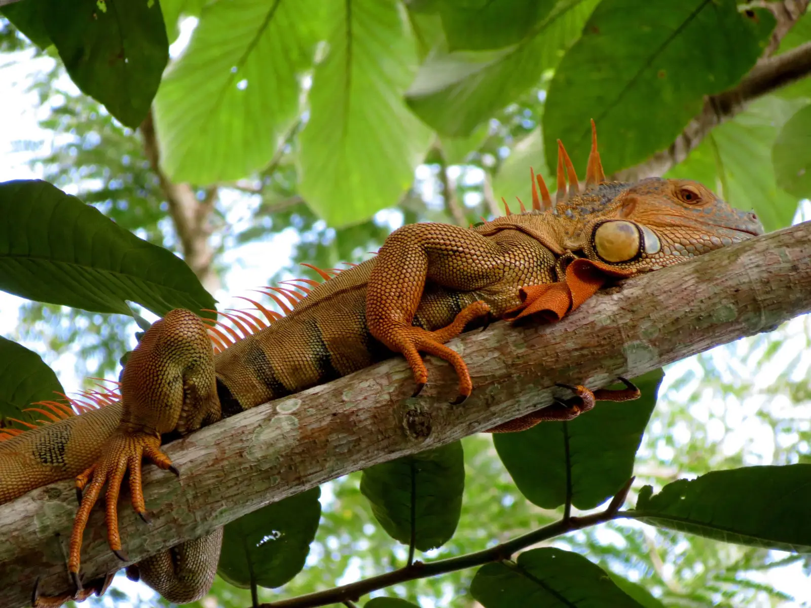 Green-Iguana 10