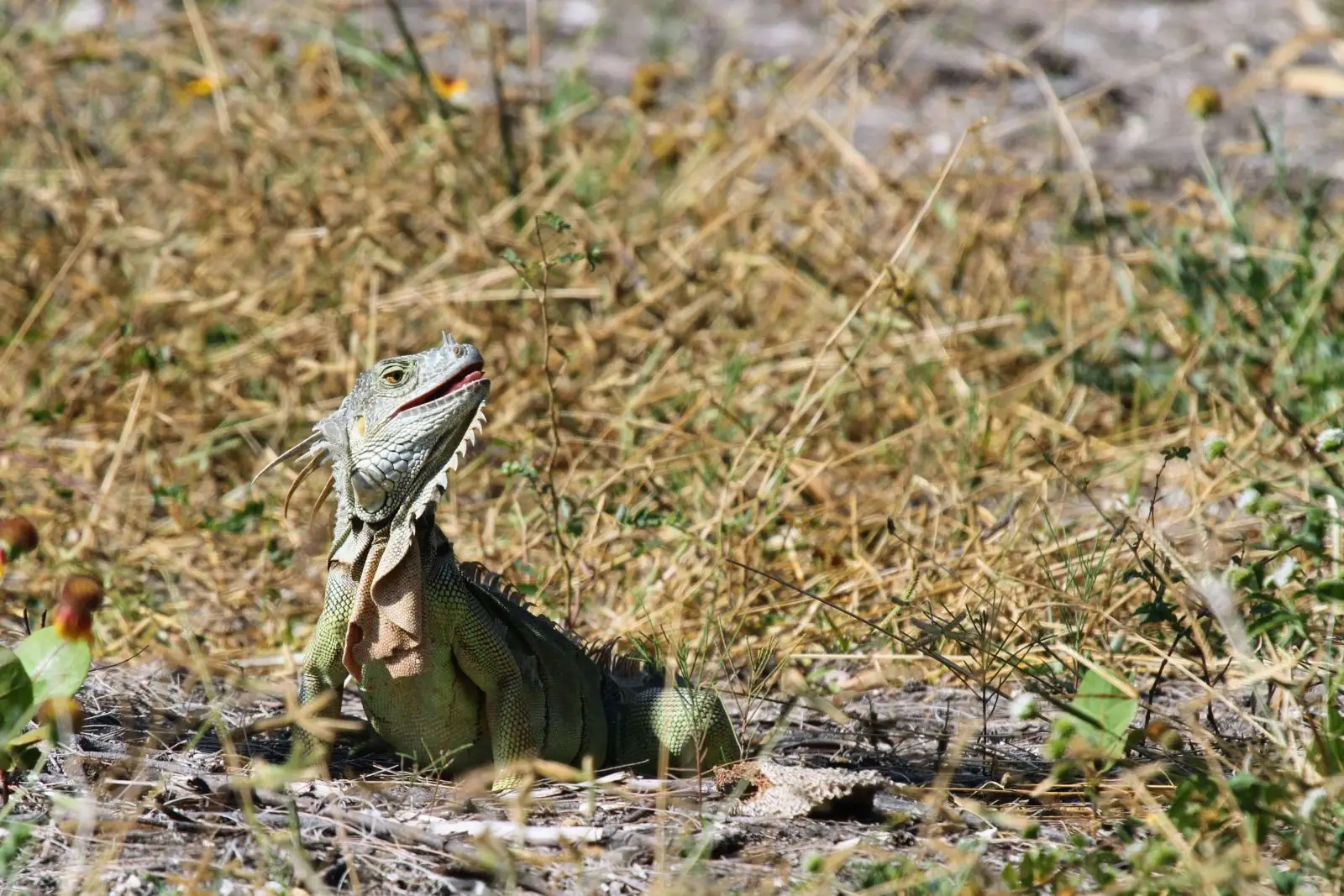 Green-Iguana 11
