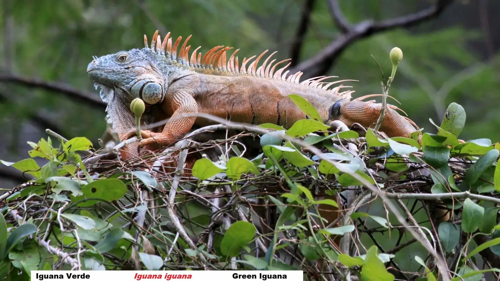 Green-Iguana 12