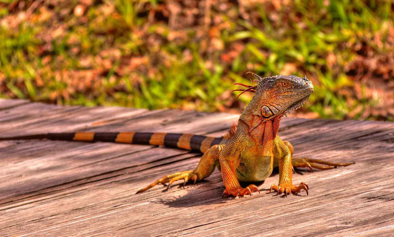Green-Iguana 13