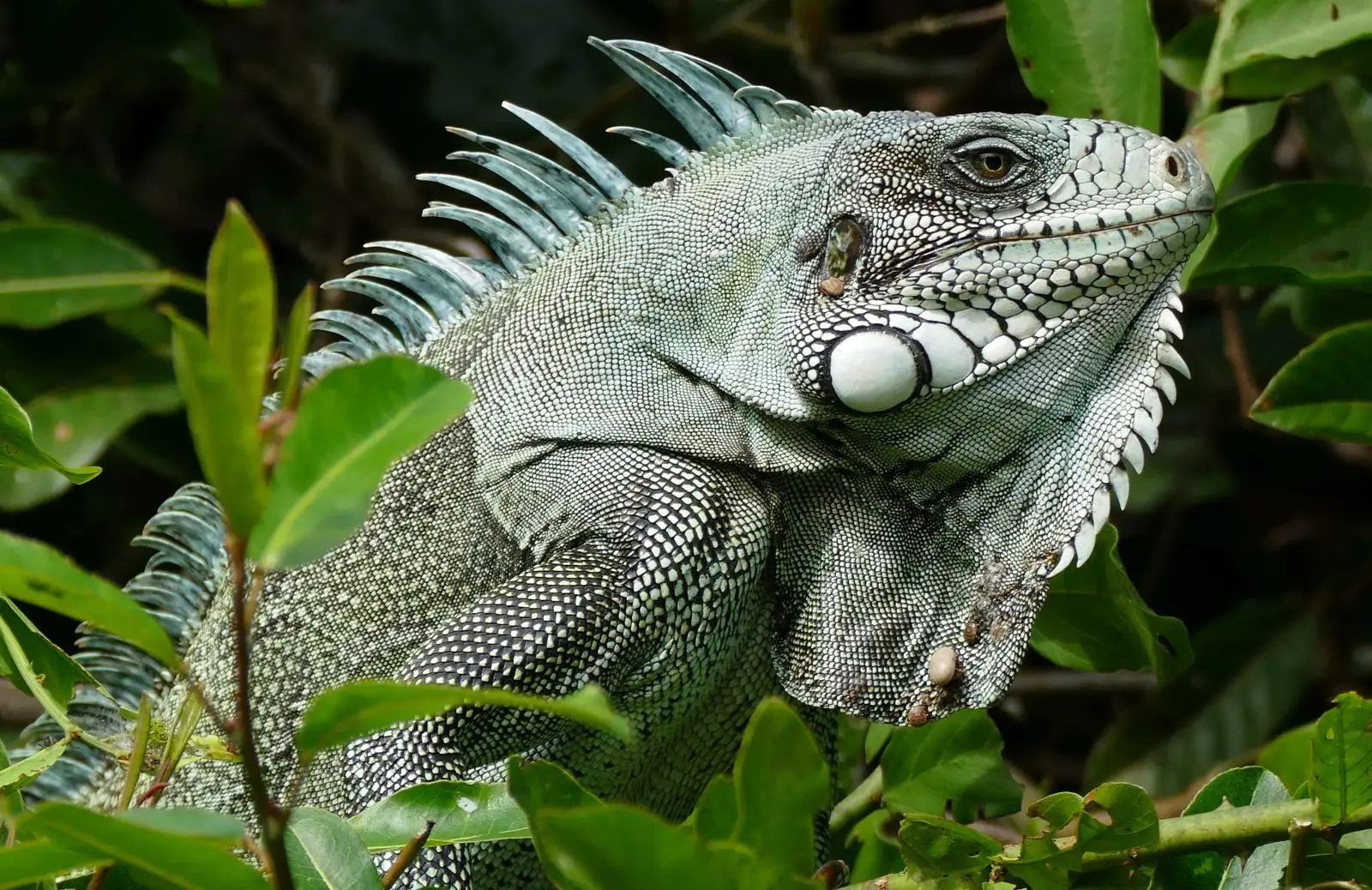 Green-Iguana 14