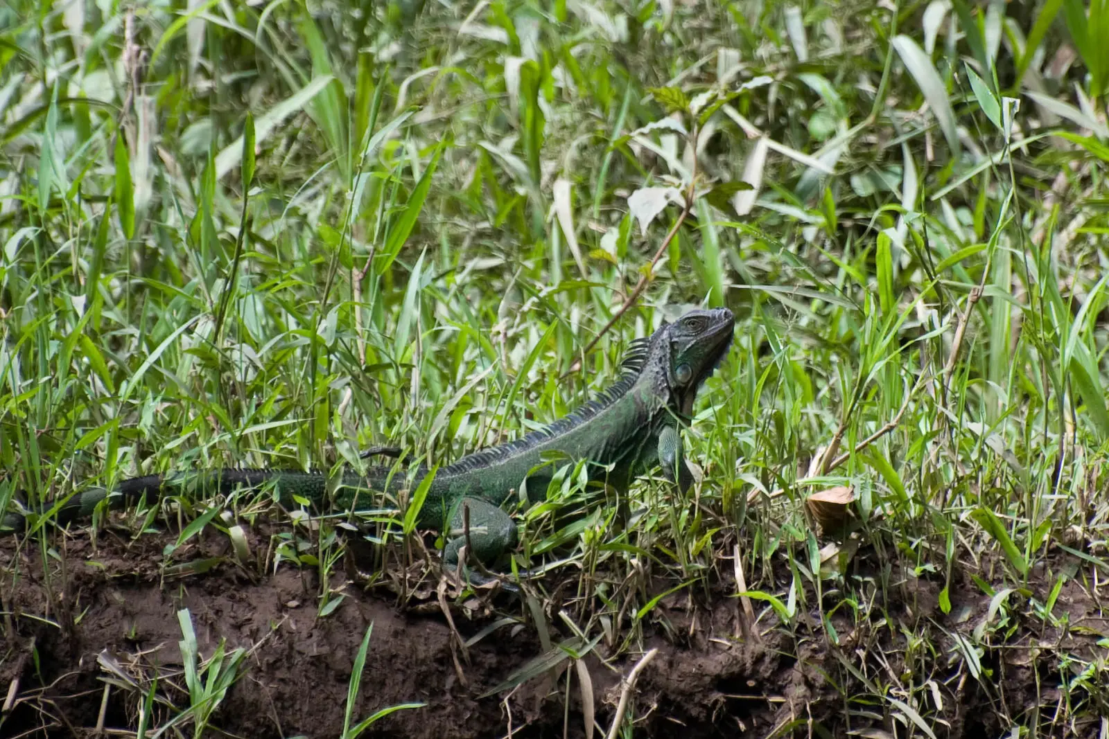 Green-Iguana 15