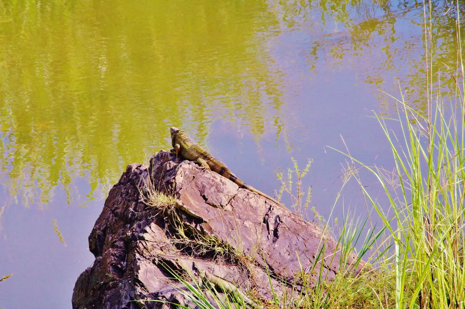 Green-Iguana 16