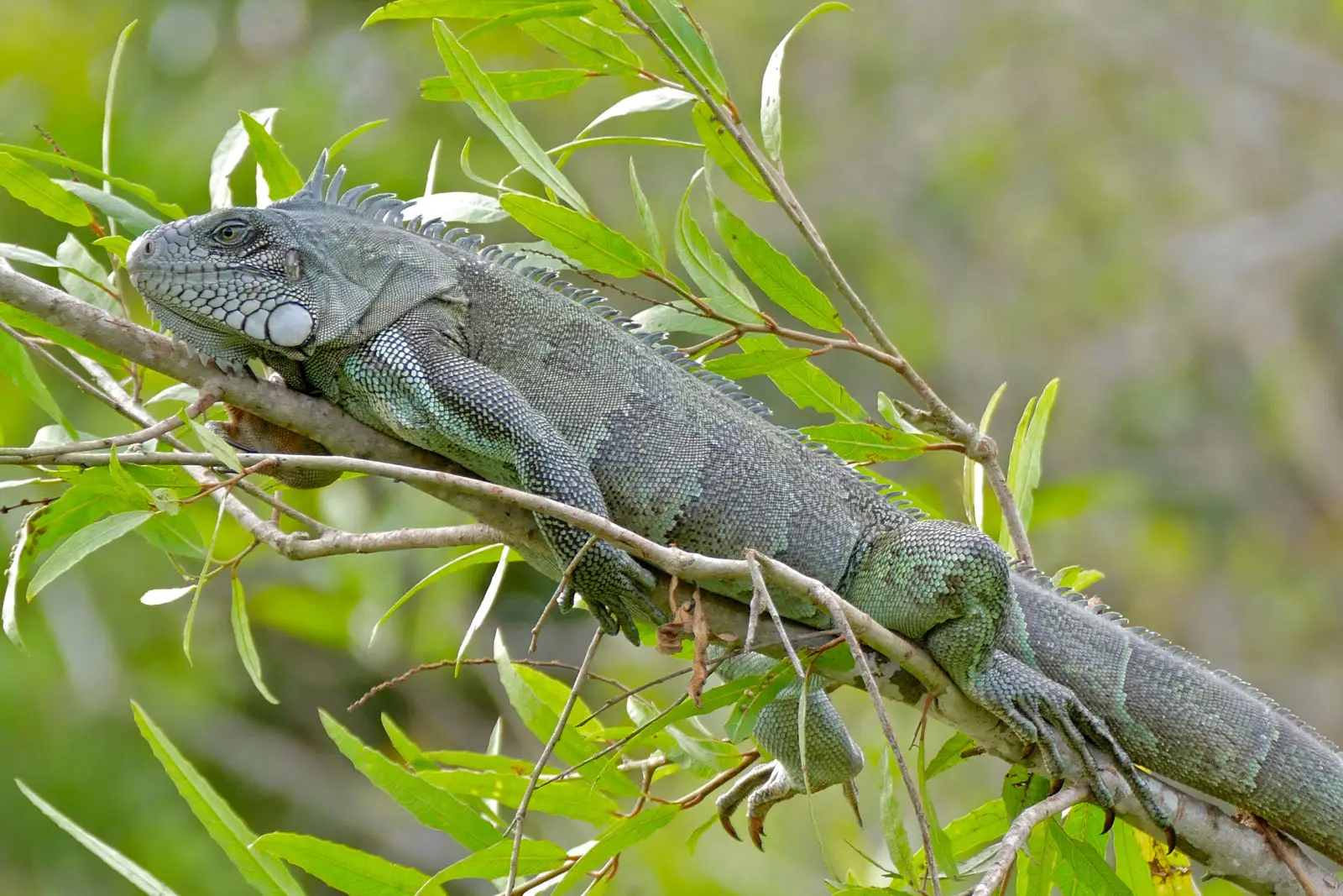 Green-Iguana 17