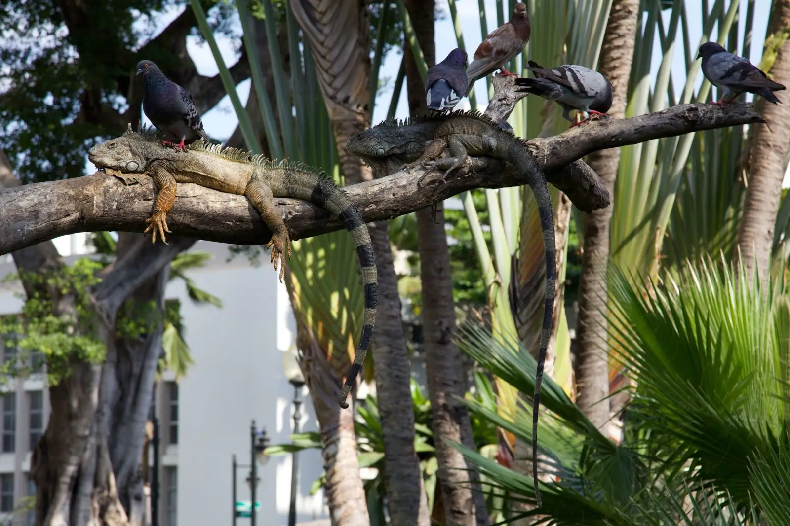 Green-Iguana 18