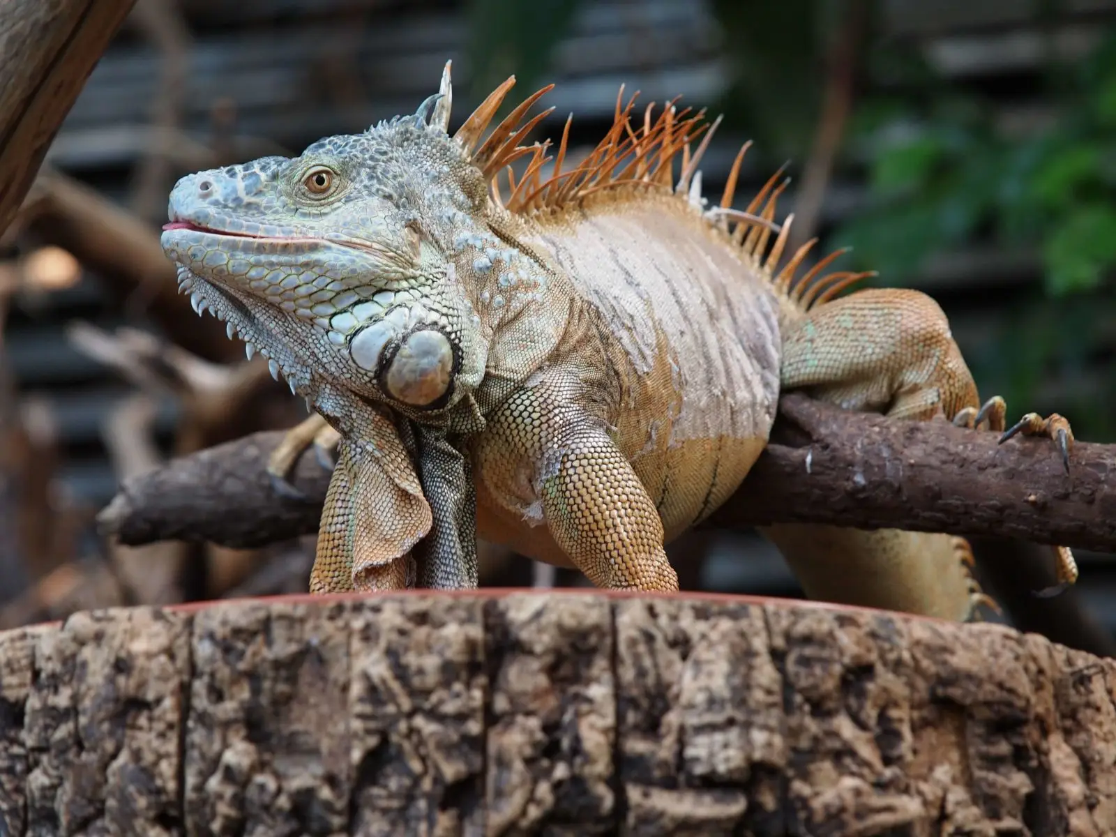 Green-Iguana 19