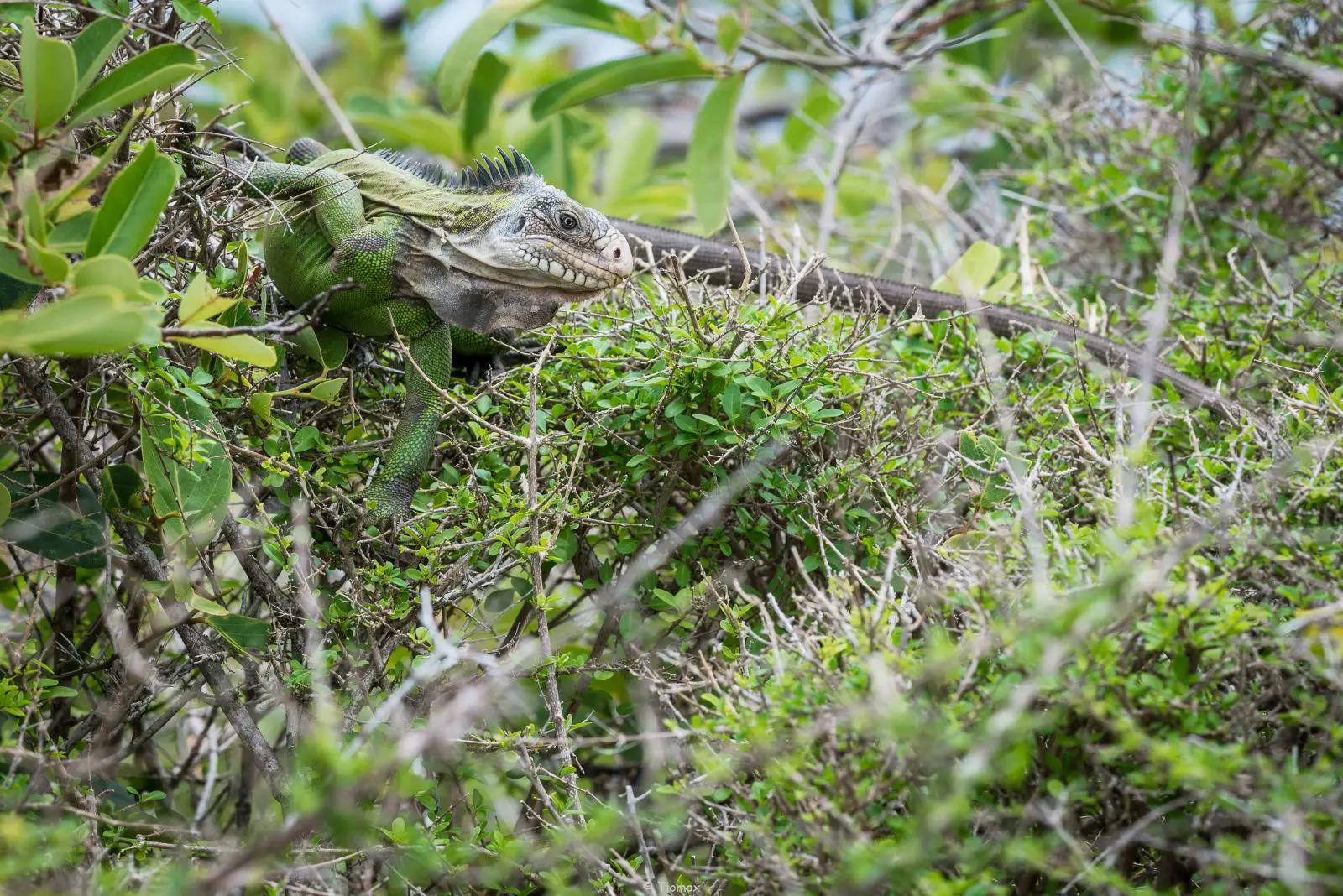 Green-Iguana 20