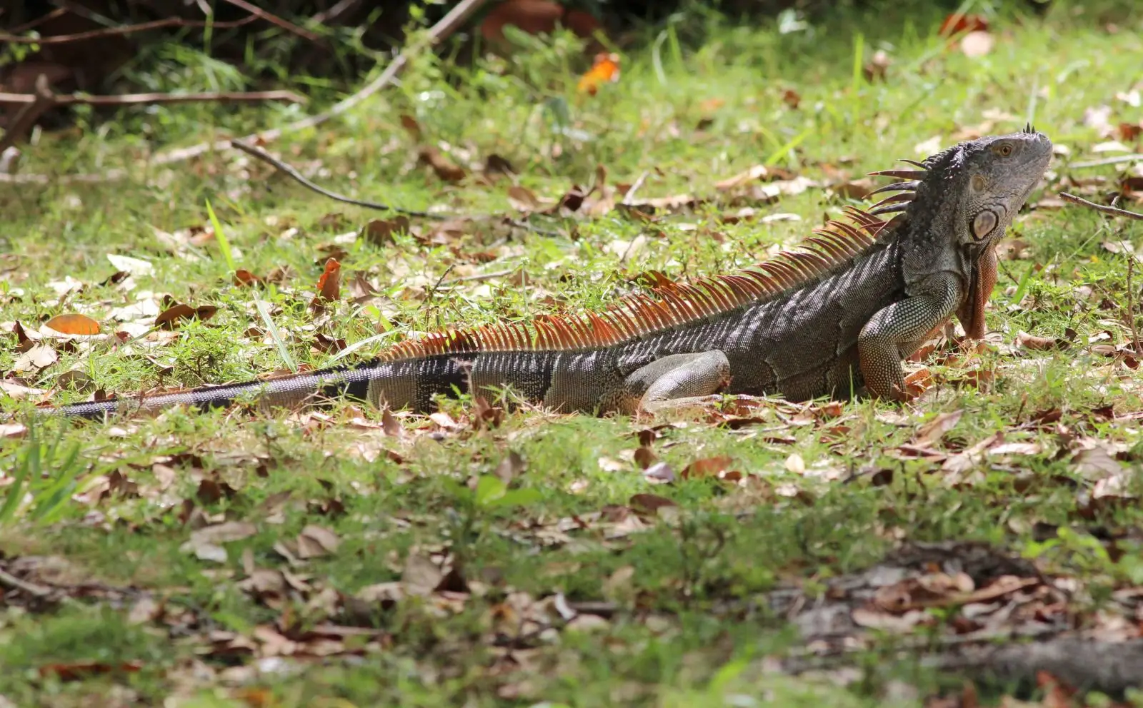 Green-Iguana 21
