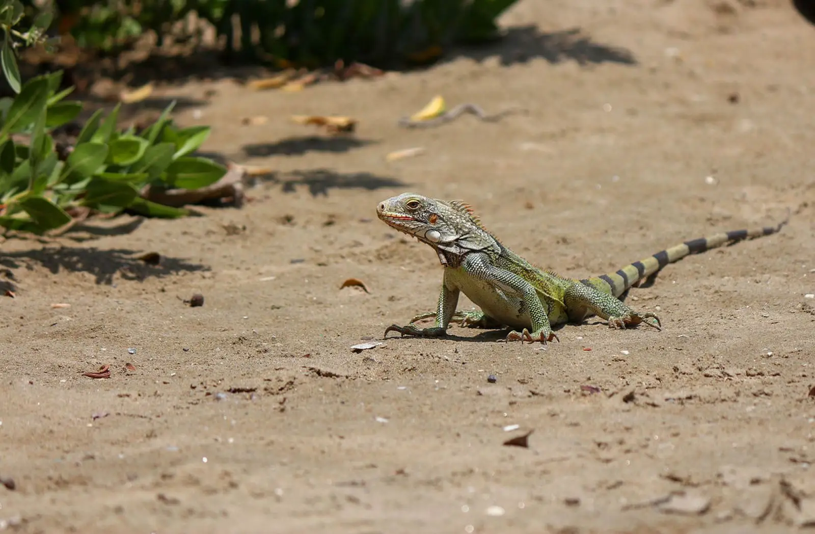 Green-Iguana 22