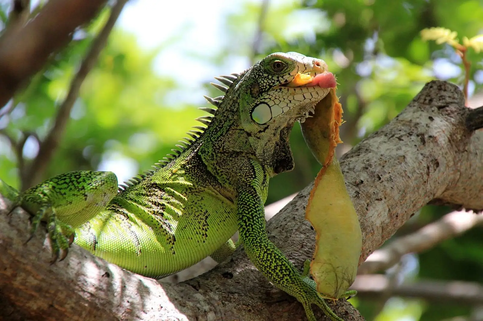 Green-Iguana 23