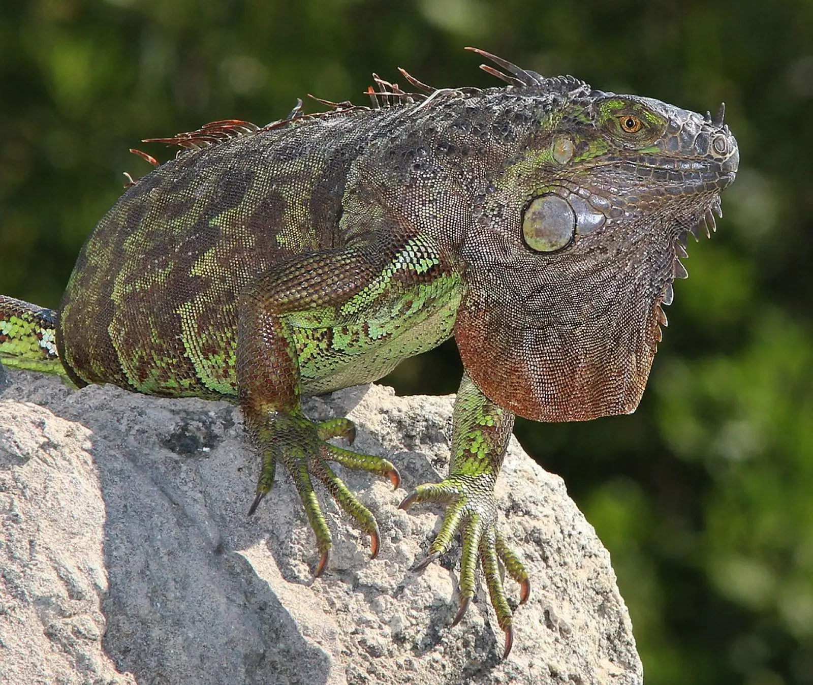 Green-Iguana 24