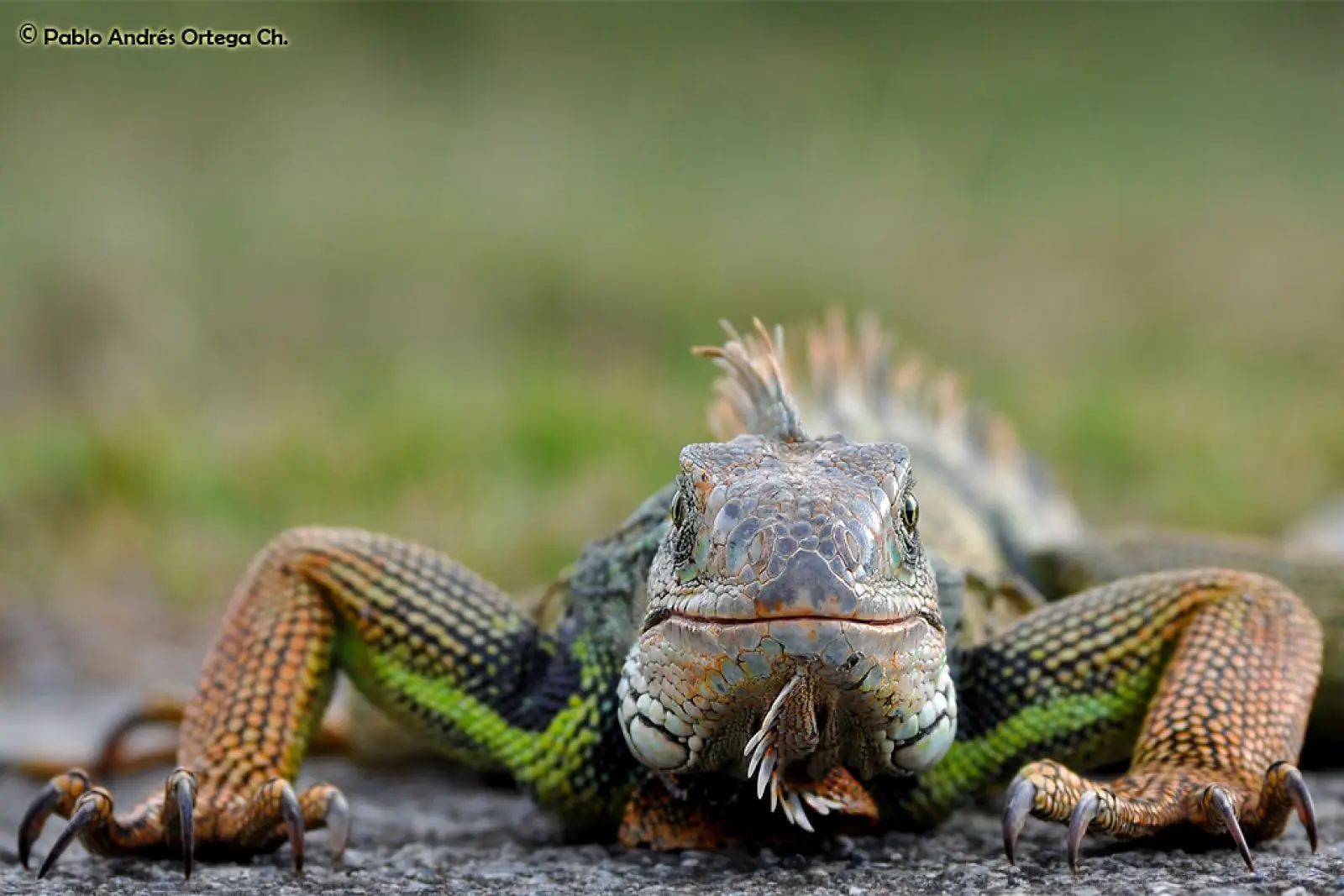 Green-Iguana 25