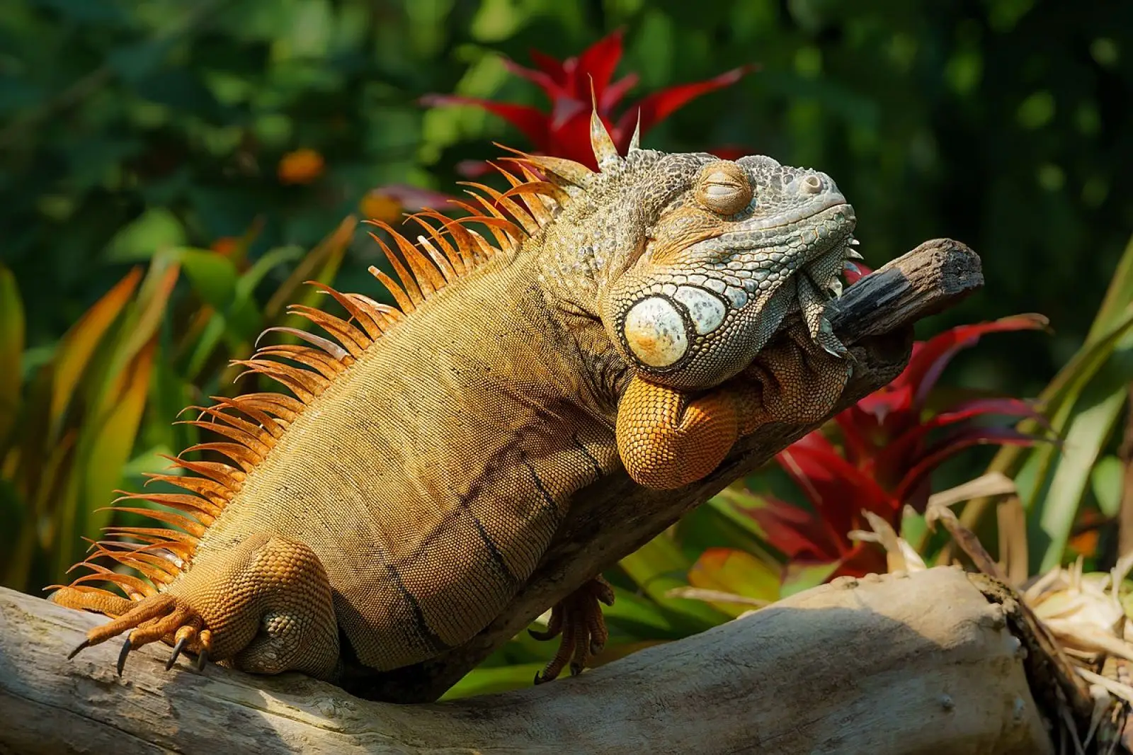 Green-Iguana 26