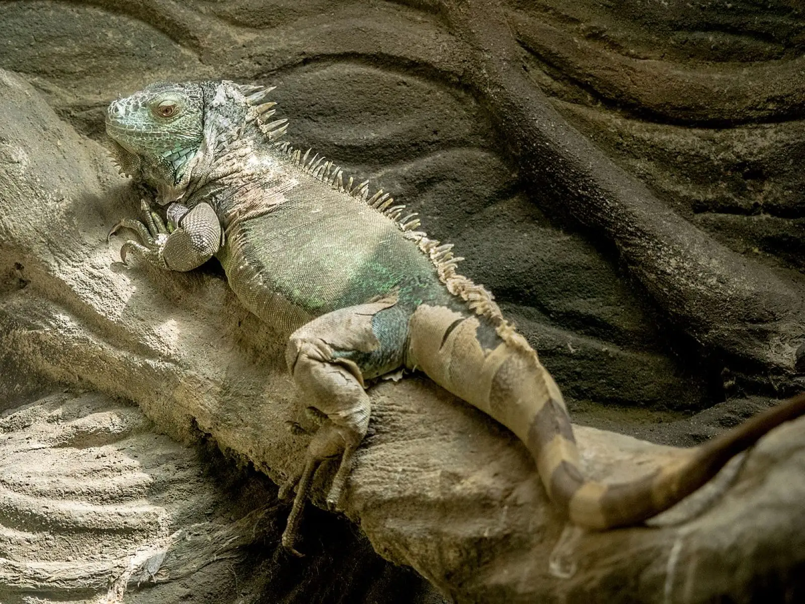 Green-Iguana 27