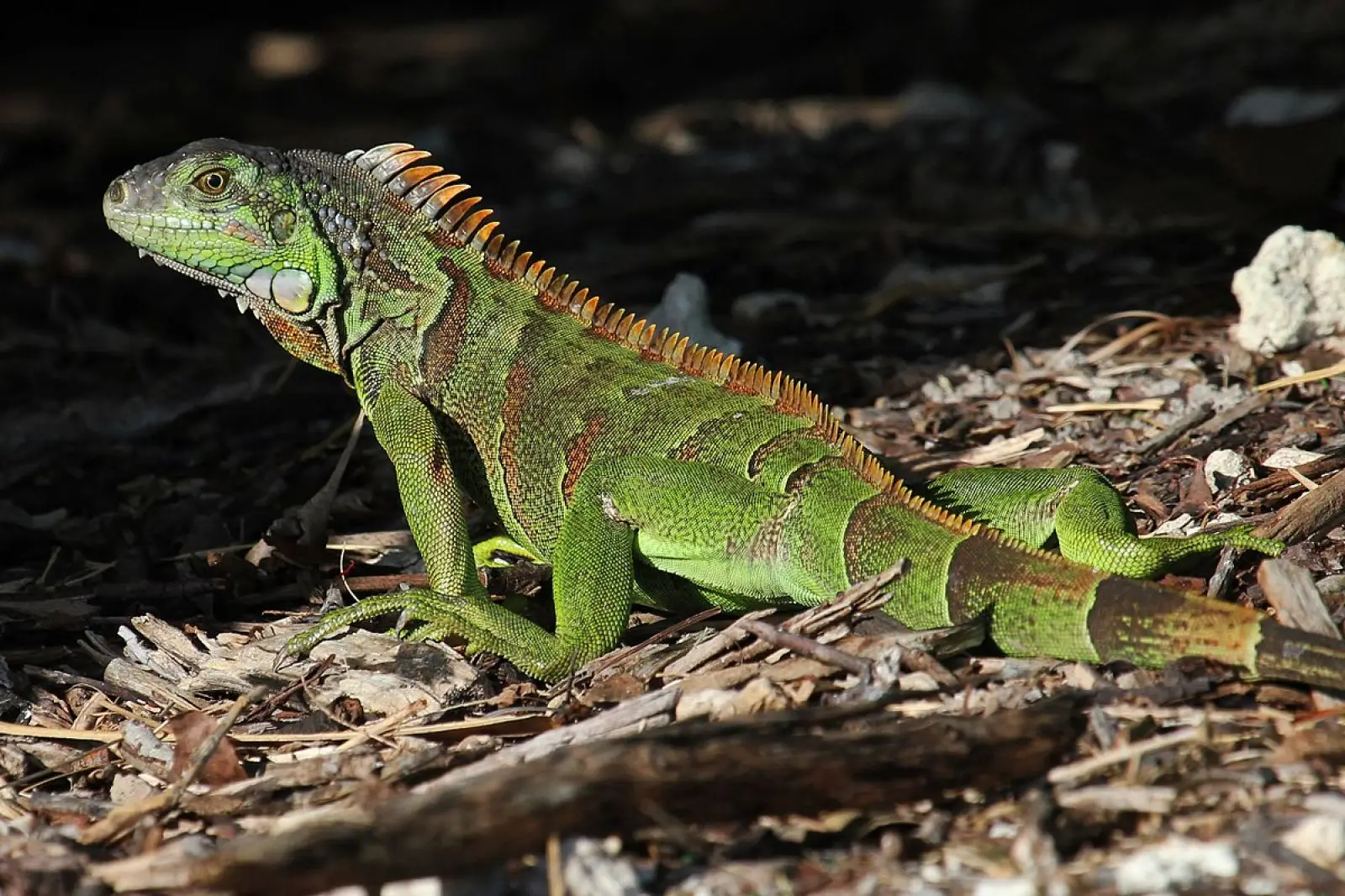 Green-Iguana 28