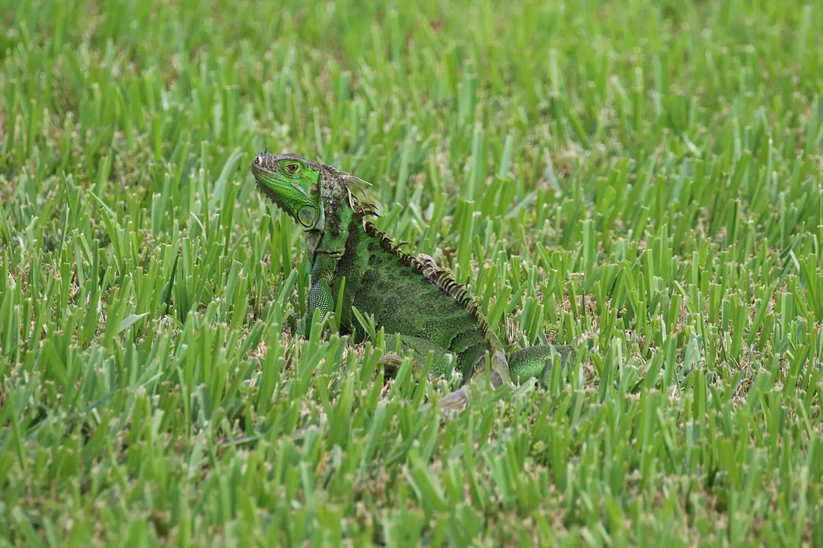 Green-Iguana 29