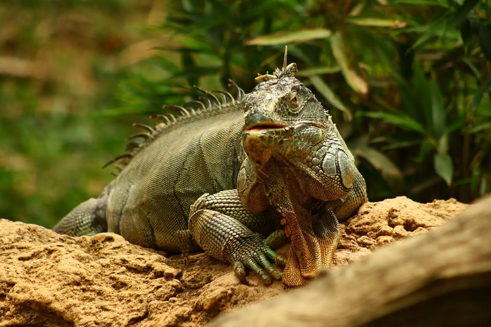 Green-Iguana 30