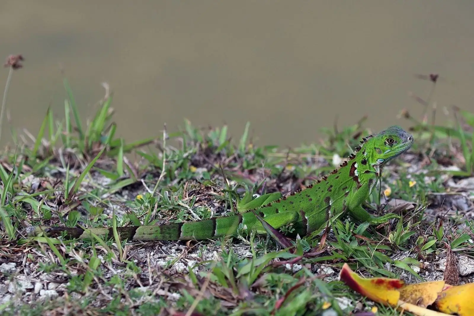 Green-Iguana 31