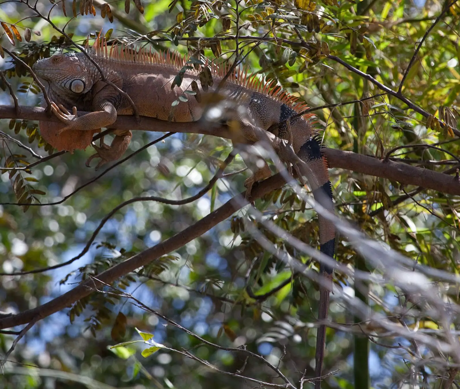 Green-Iguana 32
