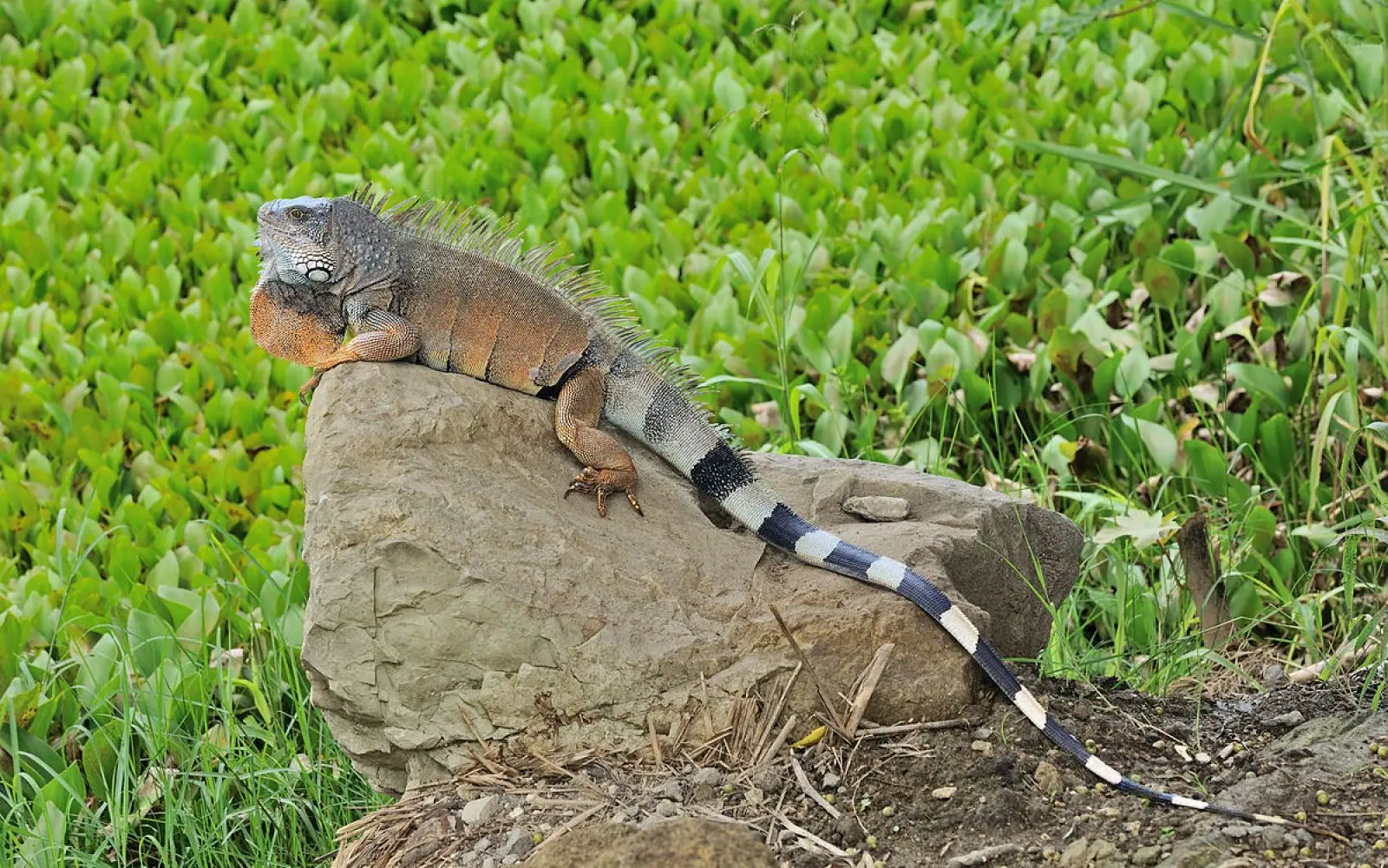 Green-Iguana 33