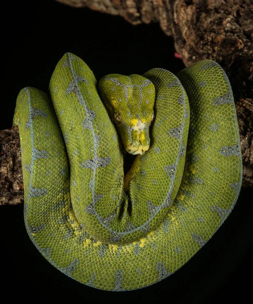 Green-Tree-Python 01