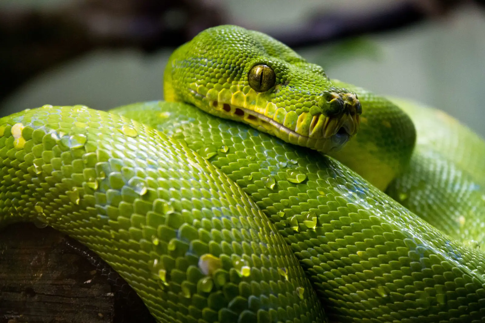 Green-Tree-Python 02
