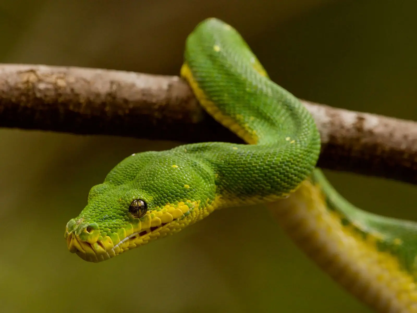 Green-Tree-Python 03