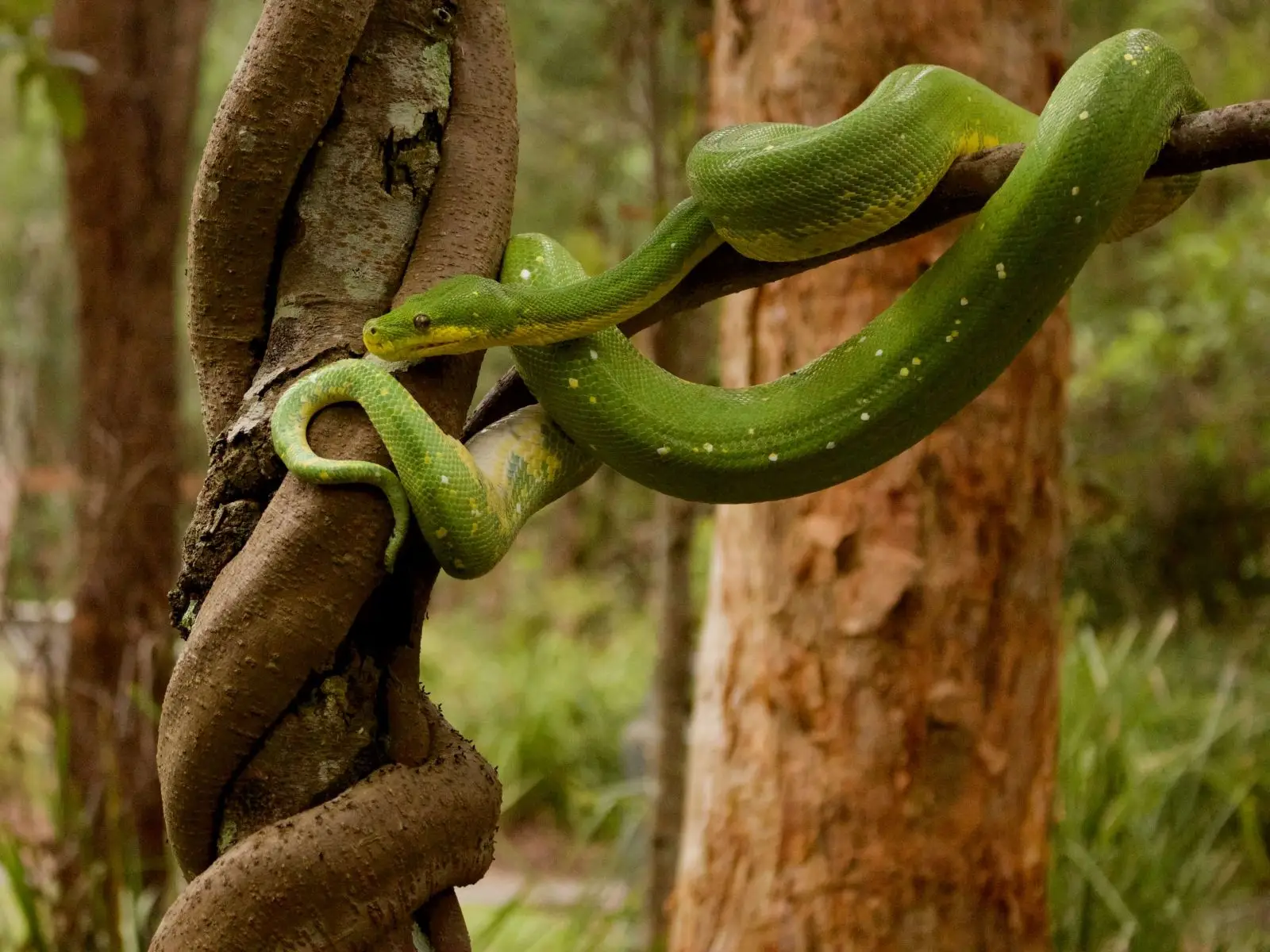 Green-Tree-Python 04
