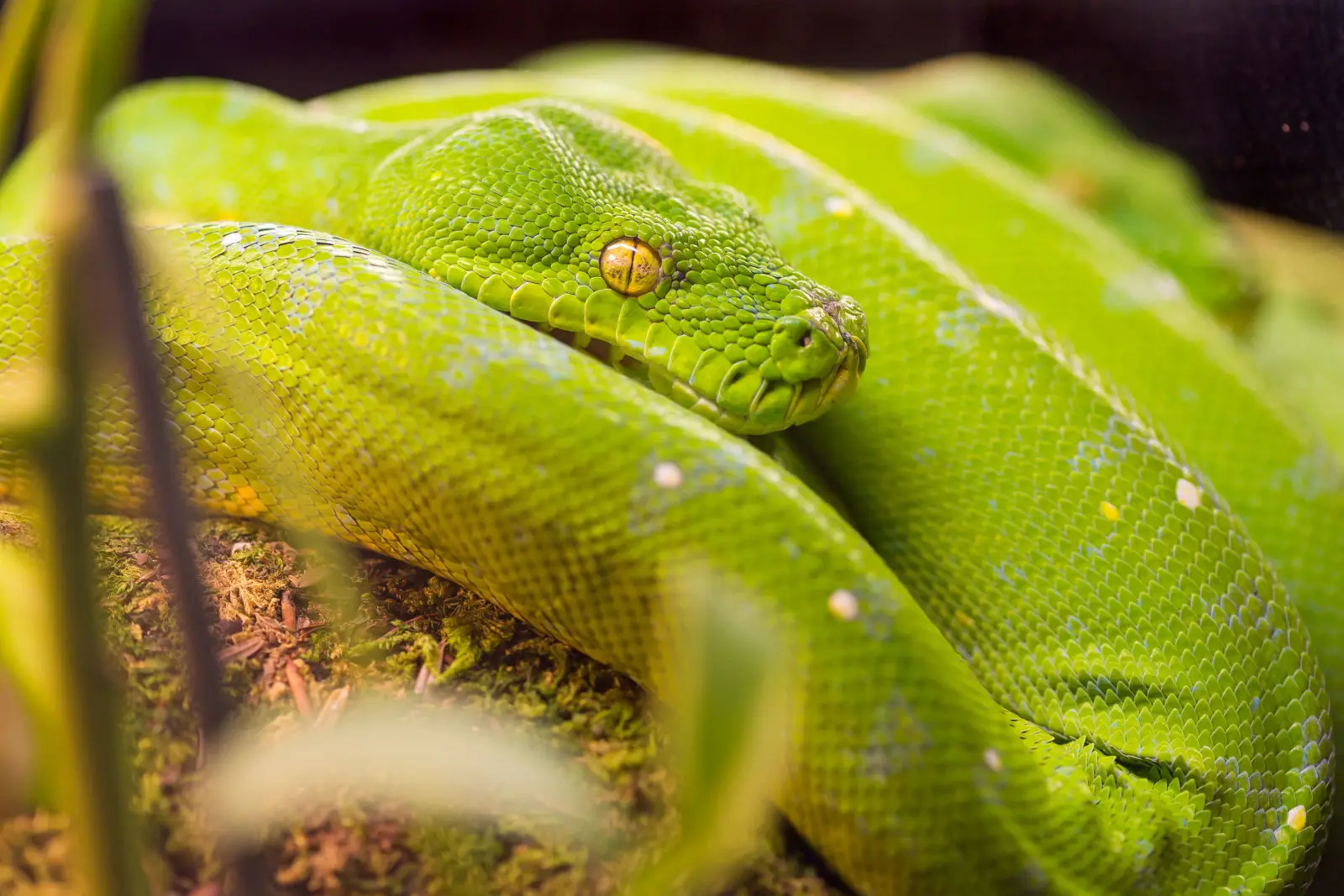 Green-Tree-Python 05