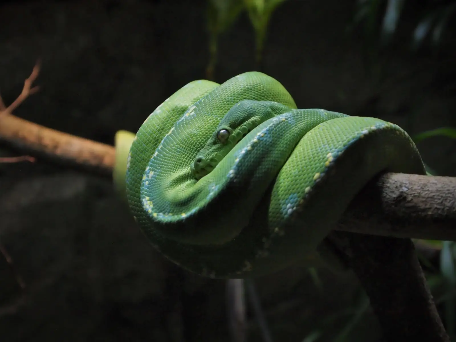 Green-Tree-Python 06