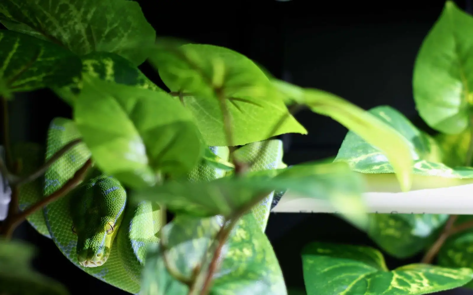 Green-Tree-Python 07