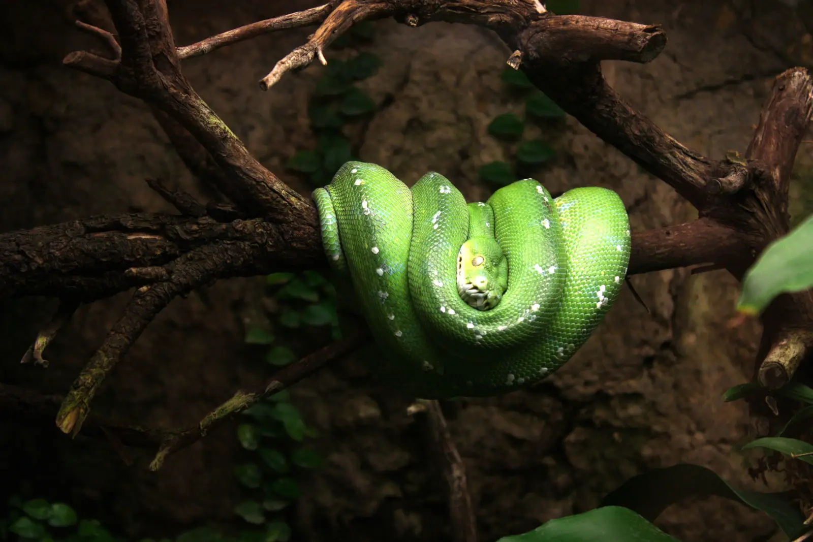 Green-Tree-Python 08