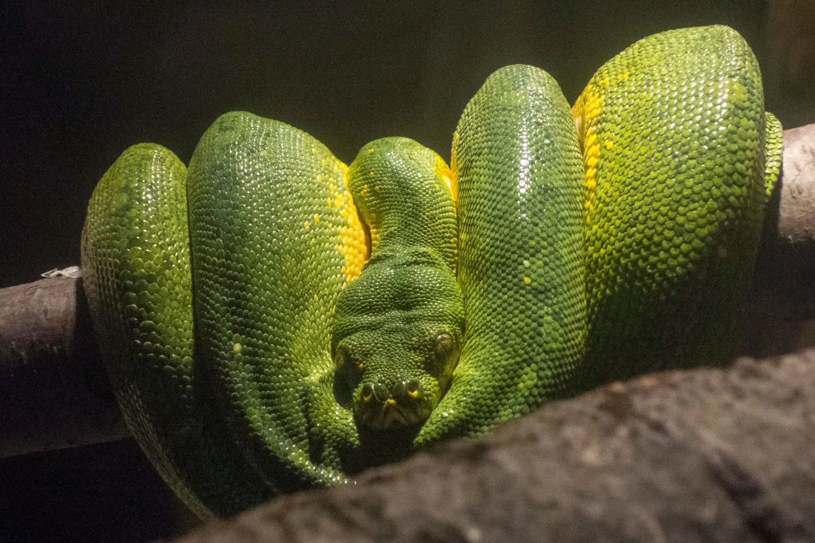 Green-Tree-Python 09