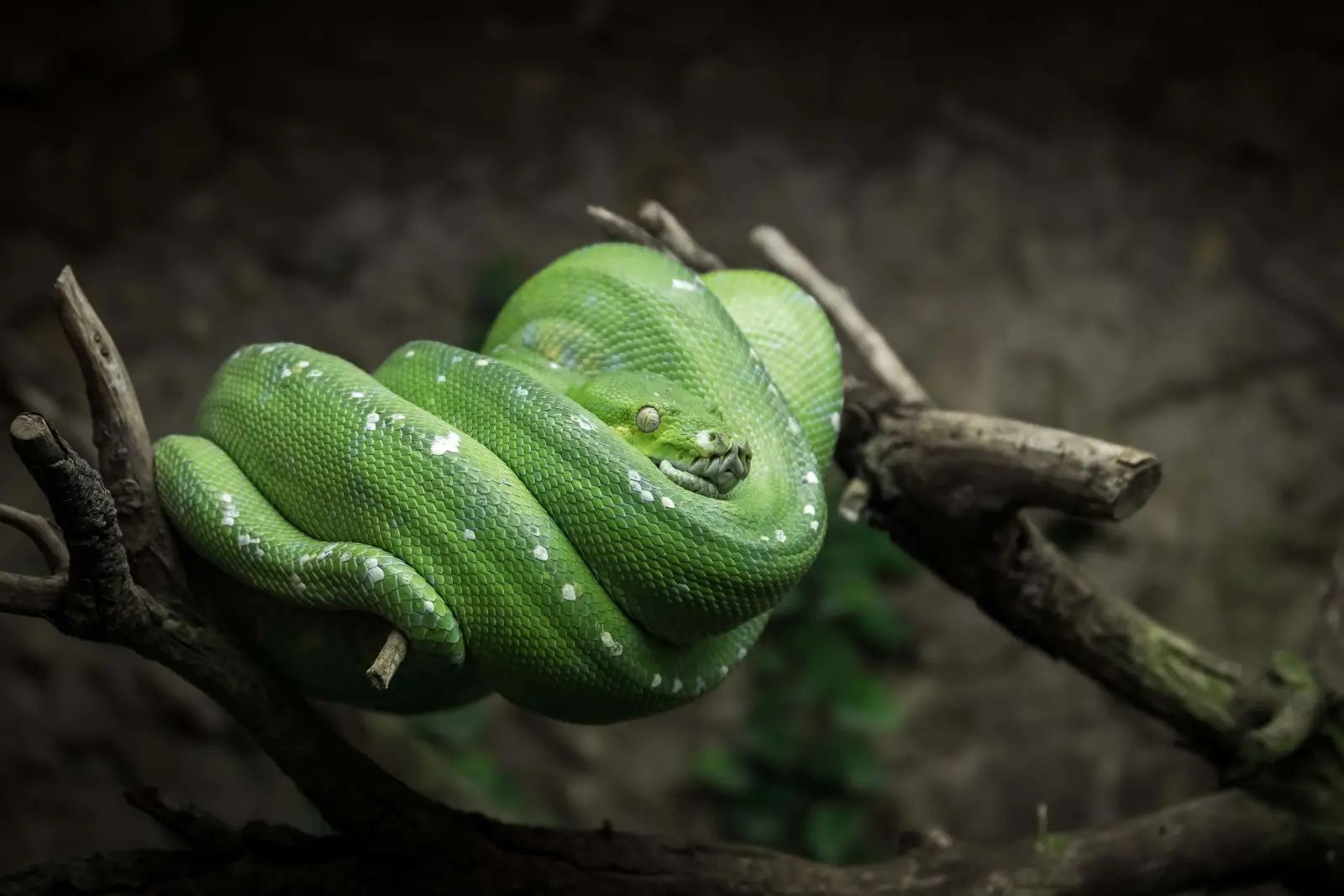 Green-Tree-Python 10