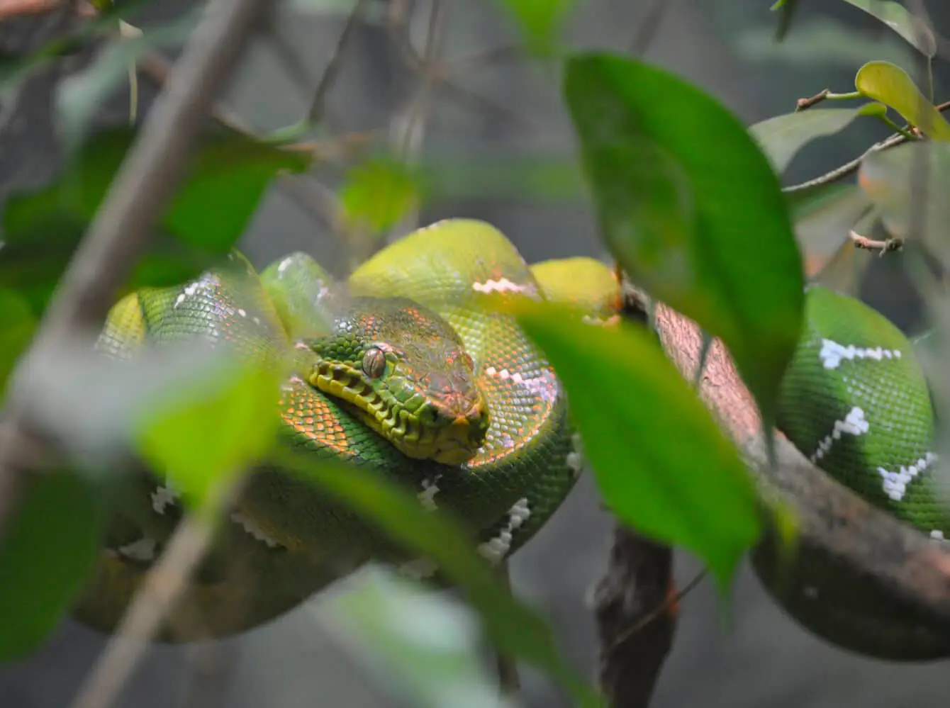 Green-Tree-Python 11