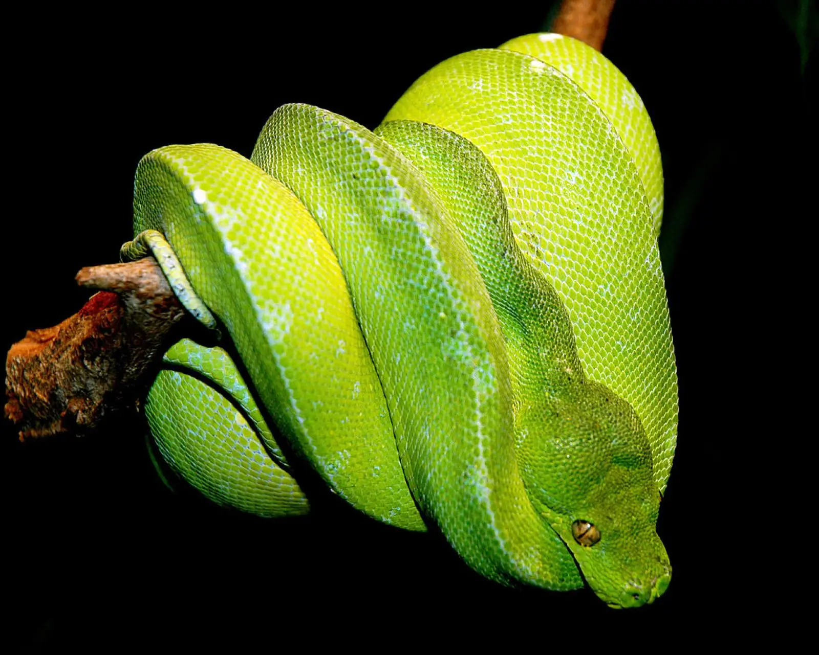 Green-Tree-Python 12