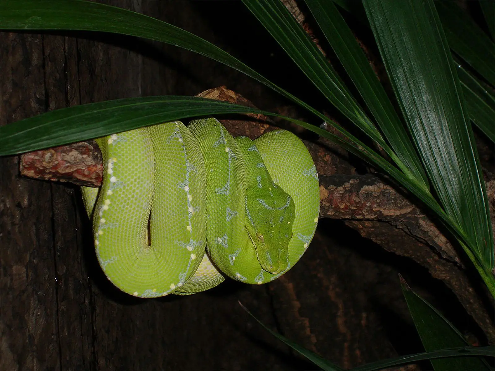 Green-Tree-Python 13