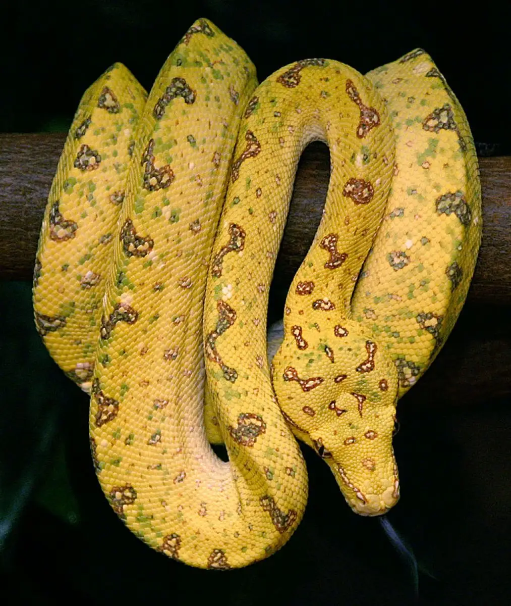 Green-Tree-Python 14