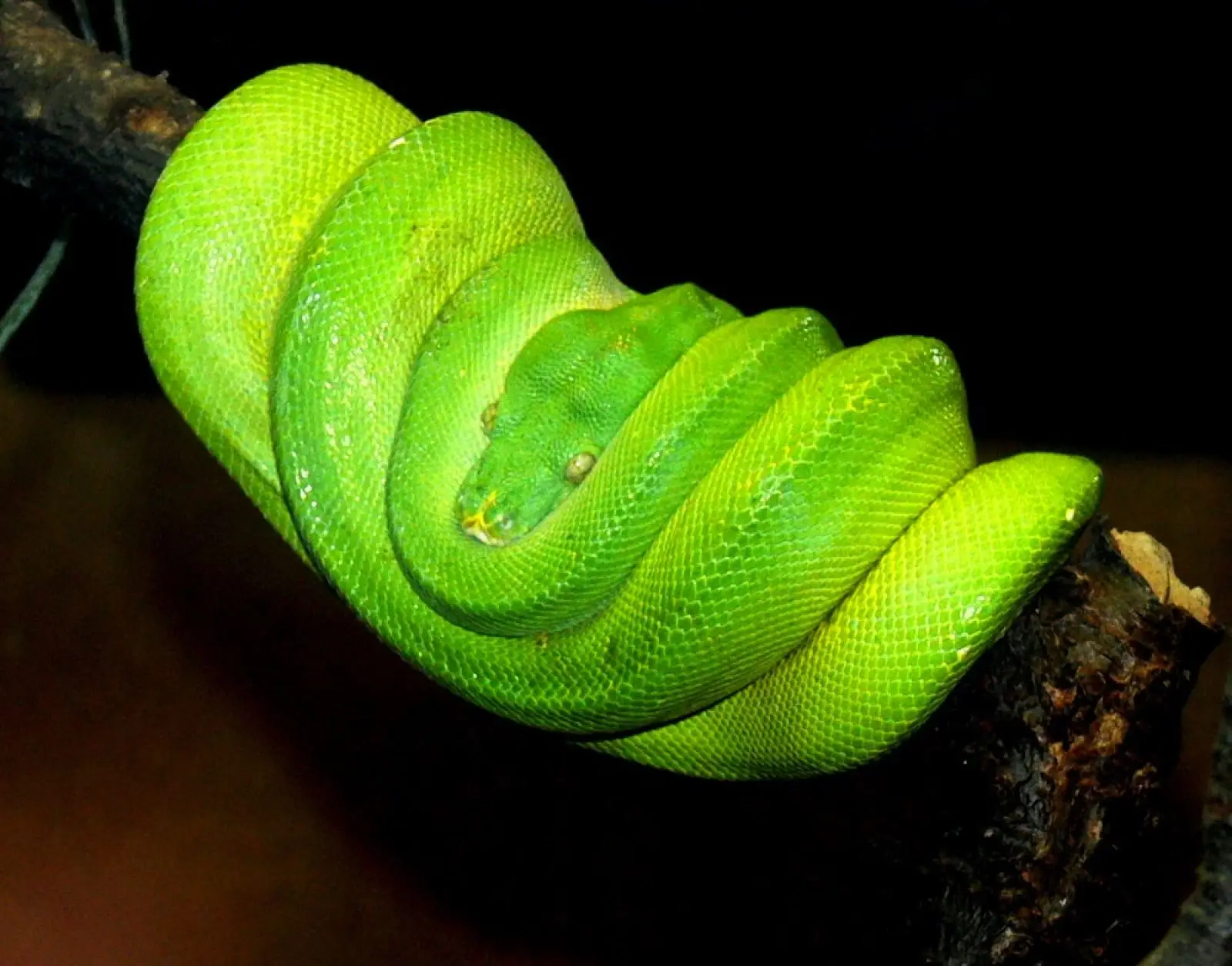 Green-Tree-Python 15